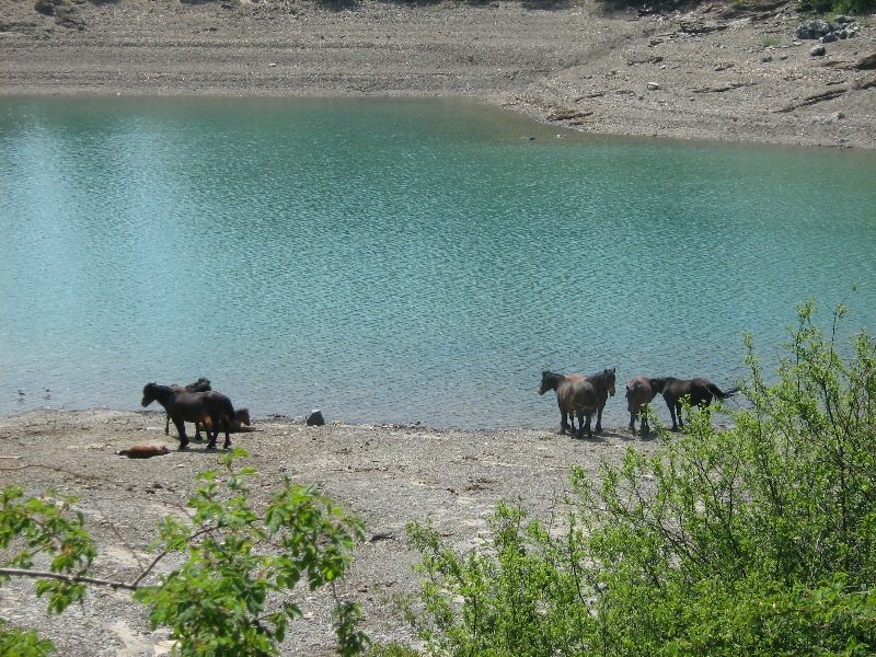 Cavalli selvaggi sulle sponde del lago Giacopiane