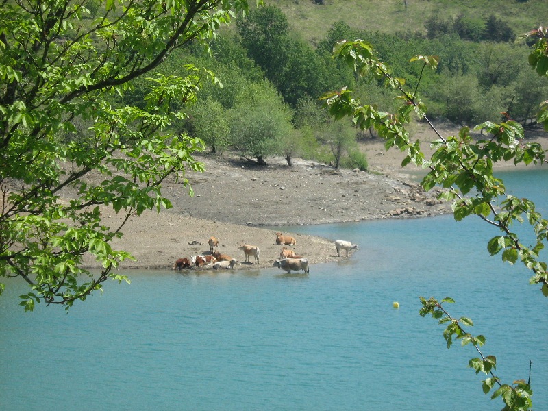 Mucche sulle sponde lago Giacopiane