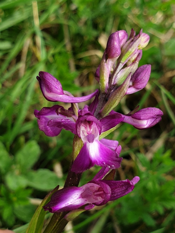 Orchidea acquatica