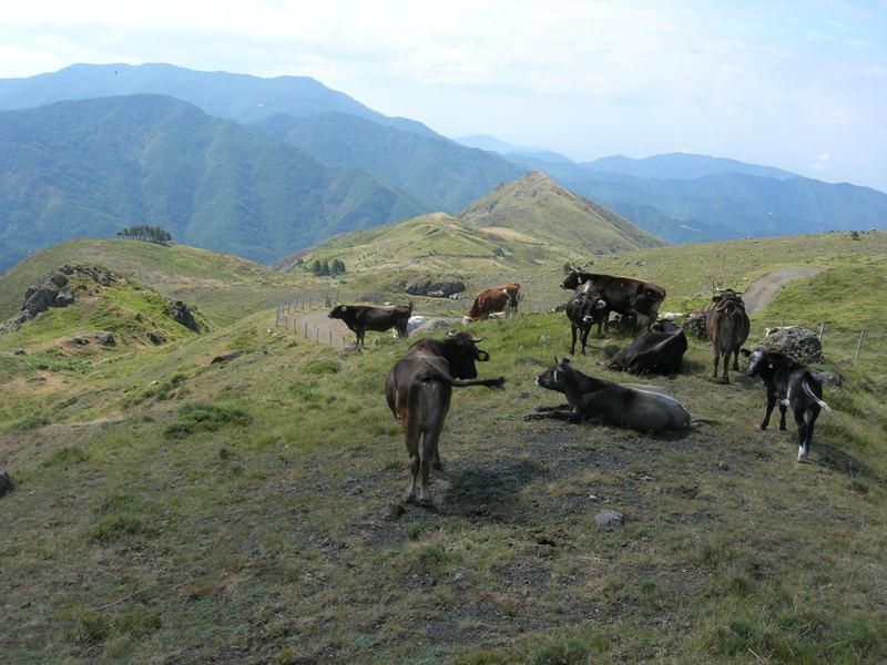 Mucche al pascolo sopra Malga Perlezzi e panorama