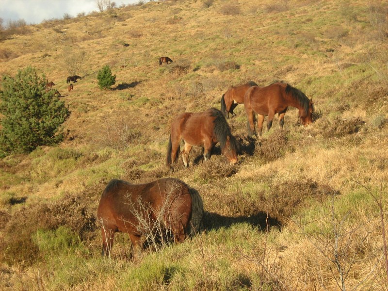 Cavalli selvaggi sopra lago Giacopiane